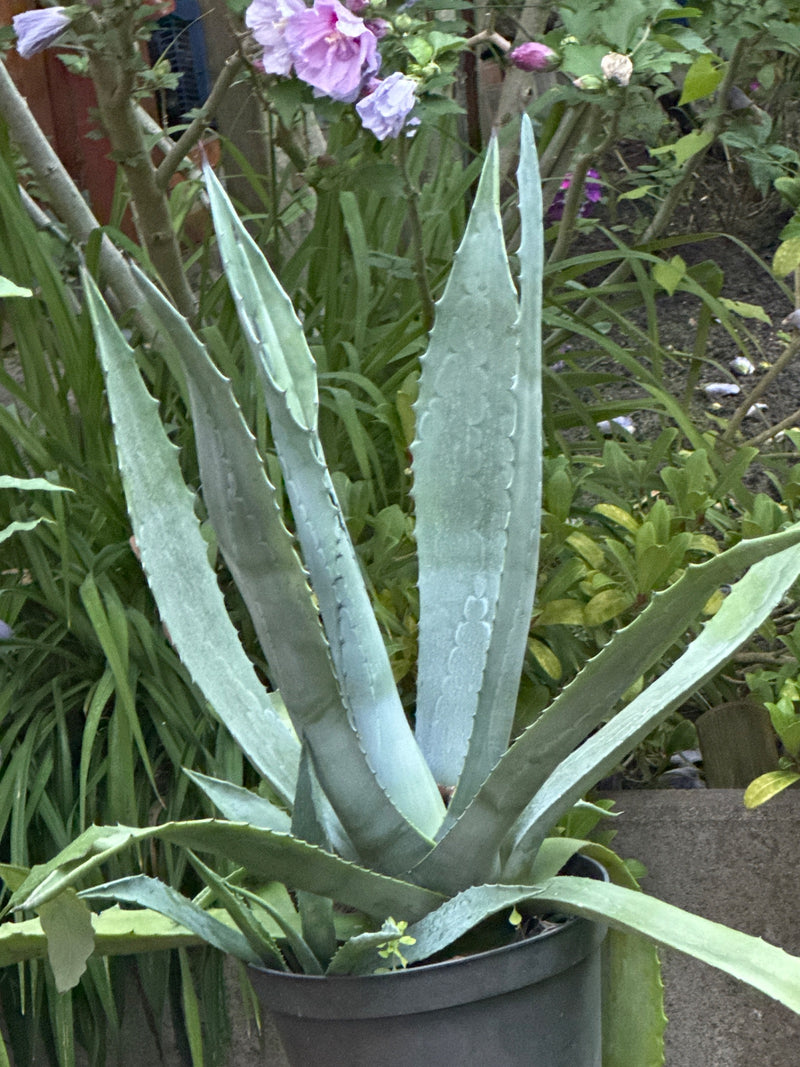 Een Amerikaanse agave is te zien met haar kenmerkende vlezig en stekelige bladeren. De plant staat in een donkere bloempot in de tuin.