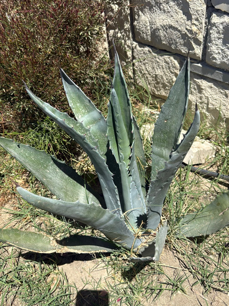 Amerikaanse agave — Bild 3
