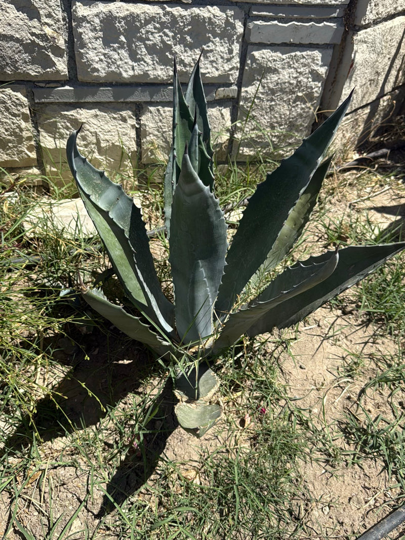 Amerikaanse agave — Bild 1