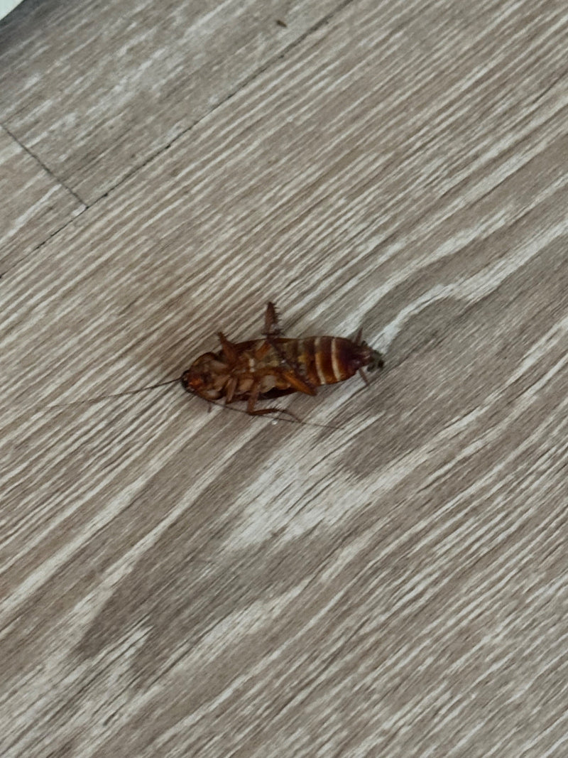 Een Amerikaanse kakkerlak ligt op zijn rug op een lichte houten vloer. De onderkant van het insect met de poten is goed te zien.