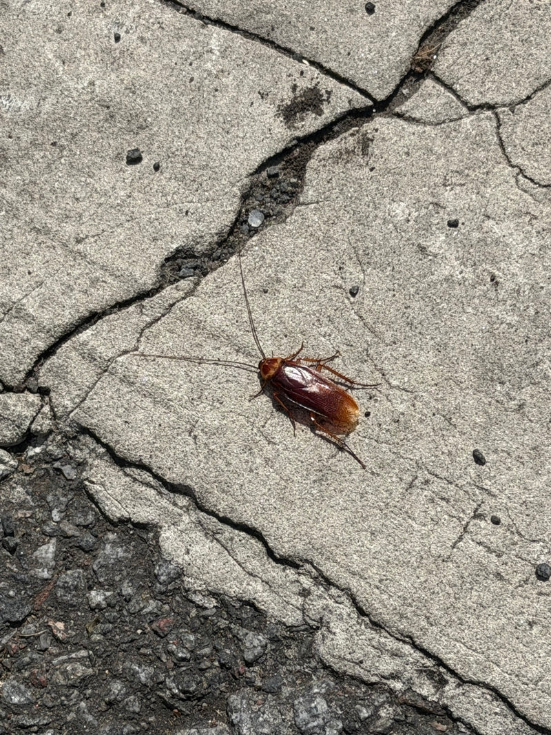 Een Amerikaanse kakkerlak is duidelijk zichtbaar op een lichte betonnen vloer. Het insect toont zijn typische roodbruine kleur en lange sprieten.