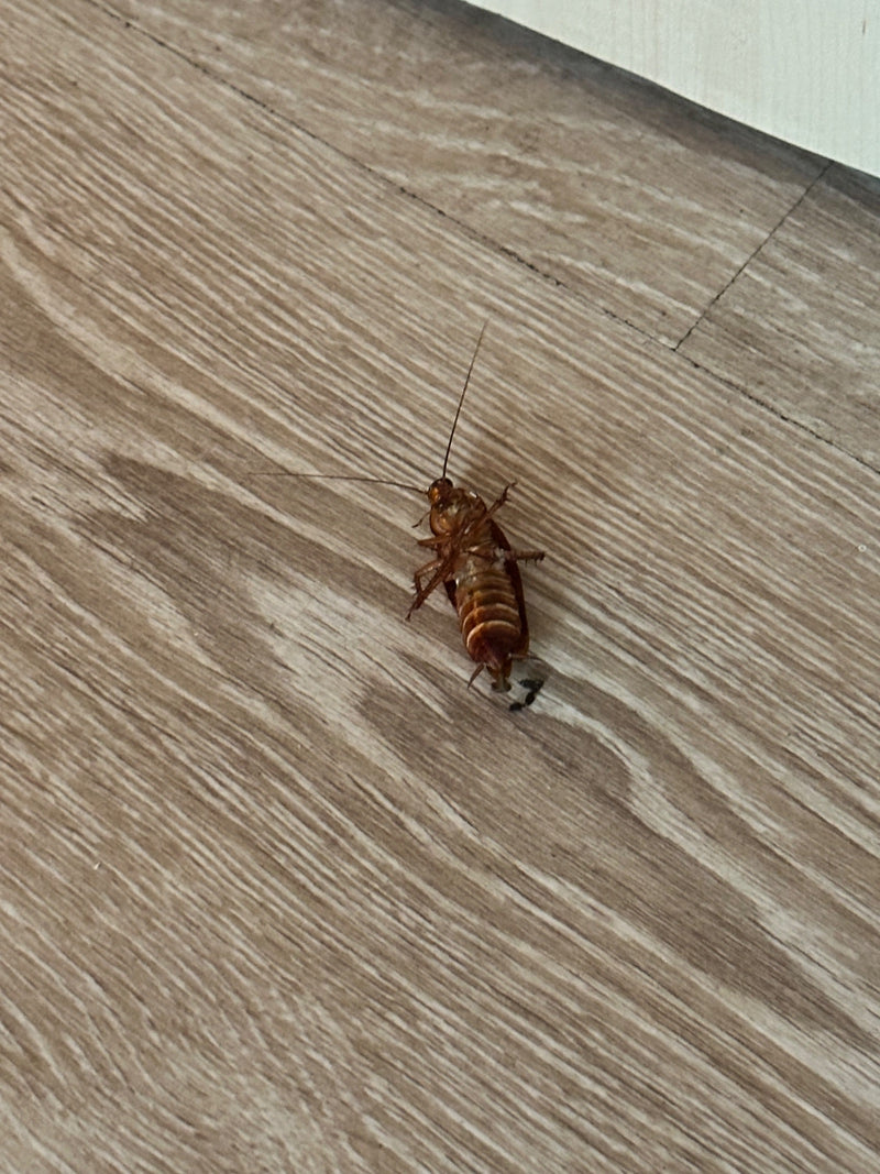 De foto laat een Amerikaanse kakkerlak zien die op haar rug op een lichte houten vloer ligt.