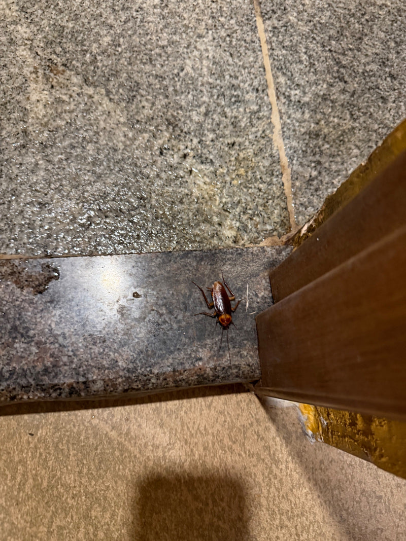 Een Amerikaanse kakkerlak loopt over een stenen tegelvloer in een gebouw. Het insect is duidelijk zichtbaar.