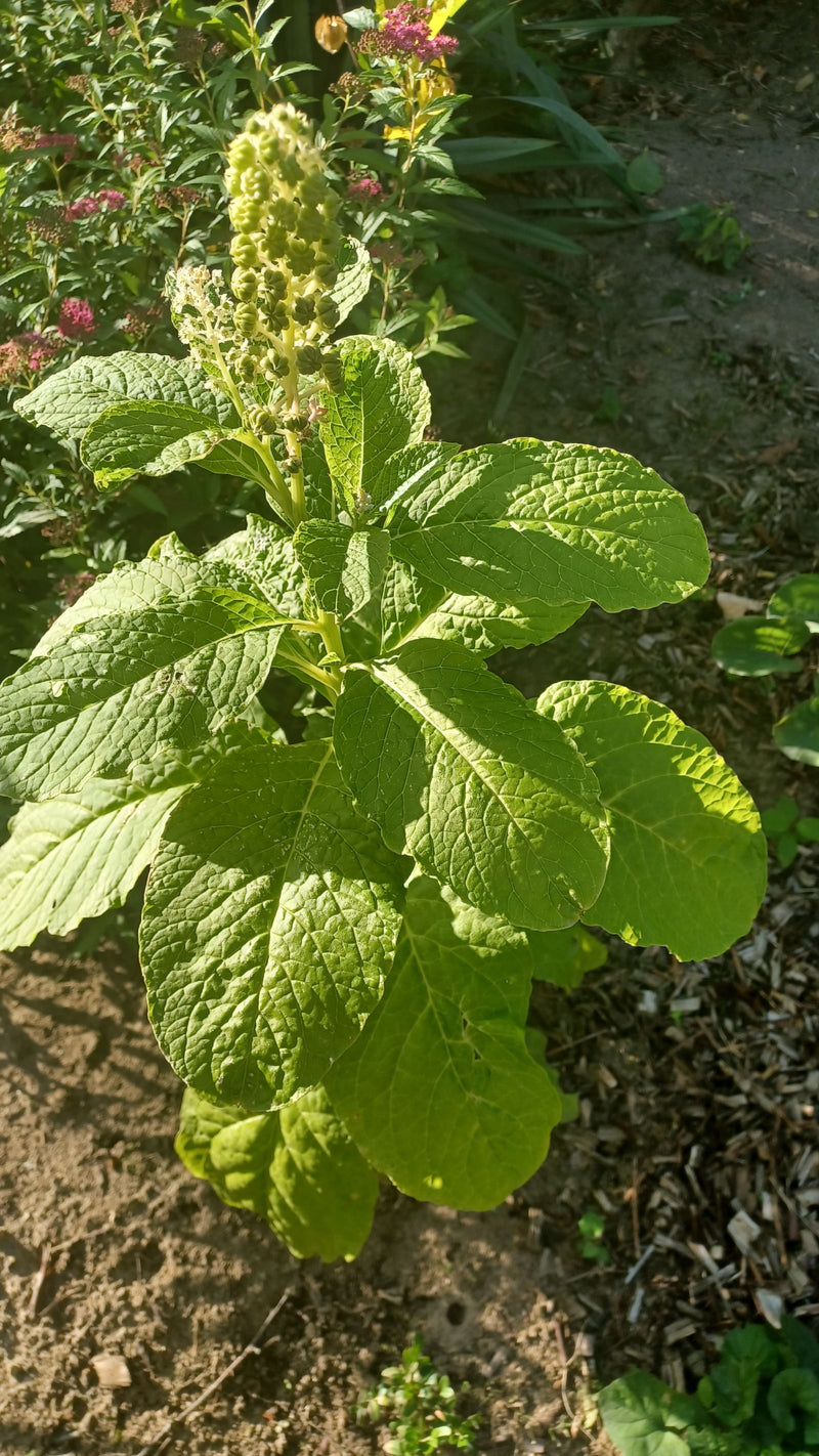 Amerikaanse pokeweed — foto 3 van 19