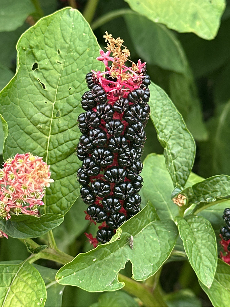 Amerikaanse pokeweed — foto 1 van 19
