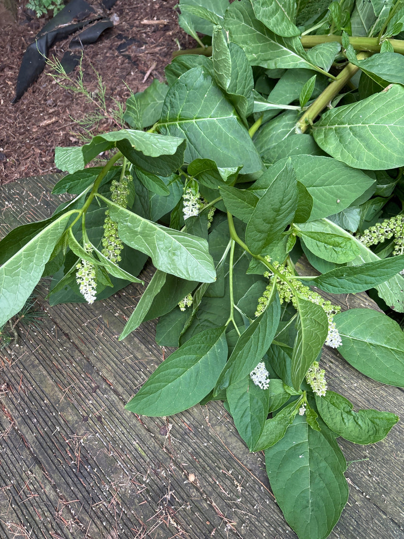 Amerikaanse pokeweed — foto 5 van 19