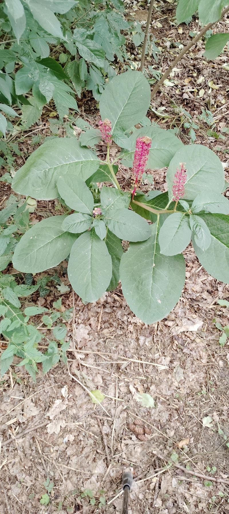 Amerikaanse pokeweed — foto 2 van 19