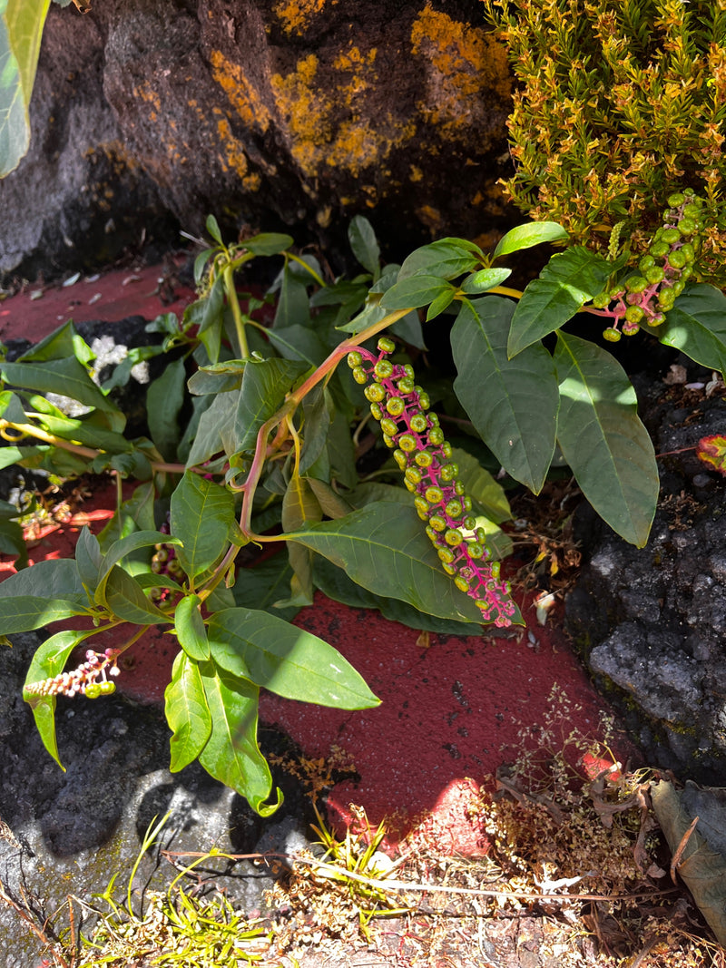 Amerikaanse pokeweed — foto 4 van 19
