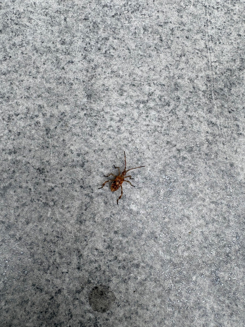 Een Amerikaanse coniferenwants zit op een grijze stenen vloer. Het bovenaanzicht toont het insect in zijn typische vorm.