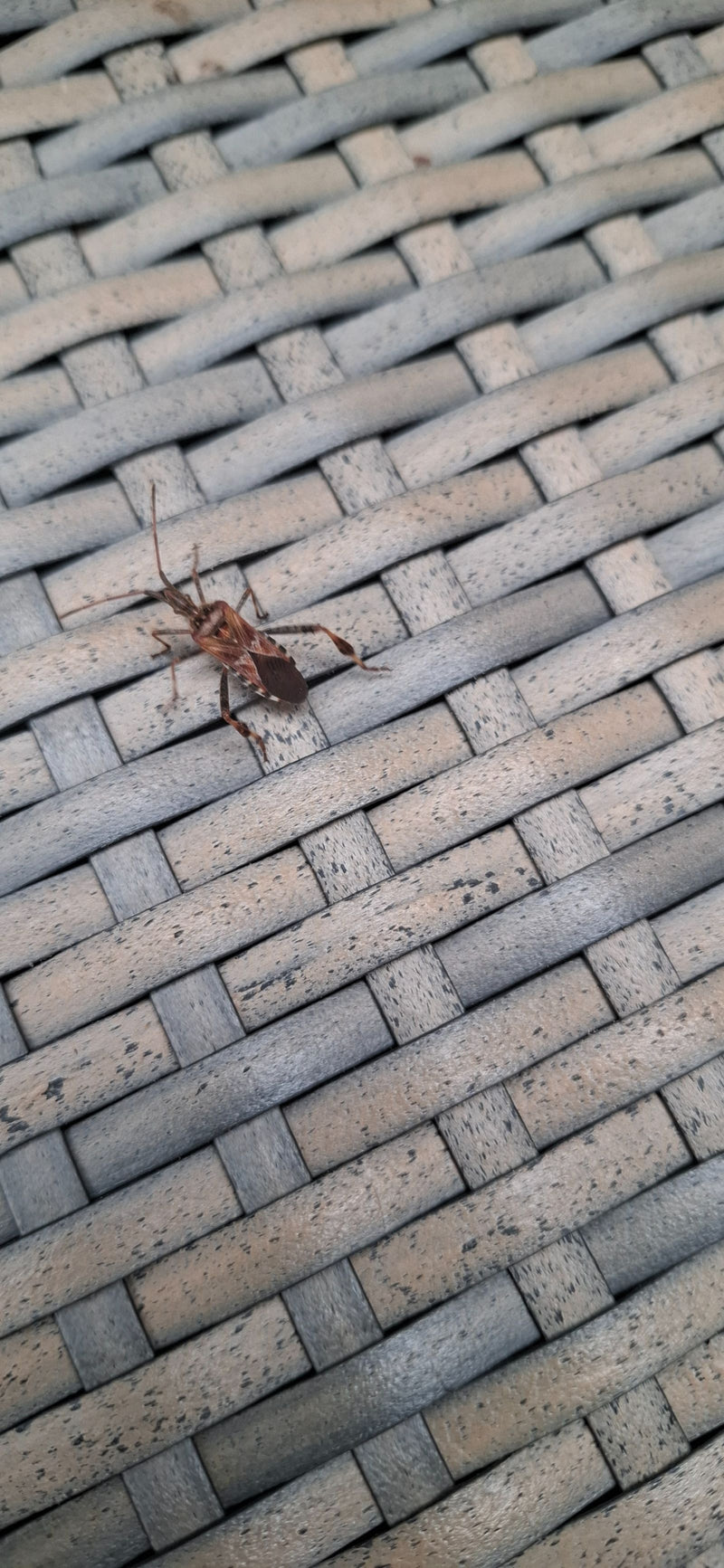 Een volwassen Amerikaanse vogelkerswants rust op een grijs gevlochten oppervlak.