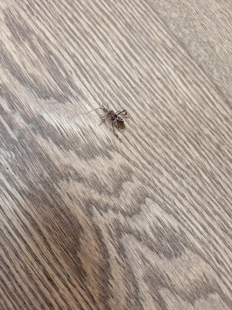 Een westerse coniferenwants rust op een lichte houten vloer.