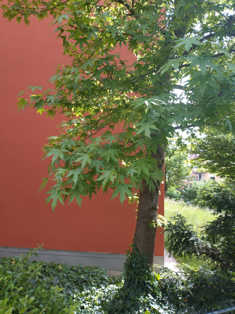Sweetgum-boom — Bild 1