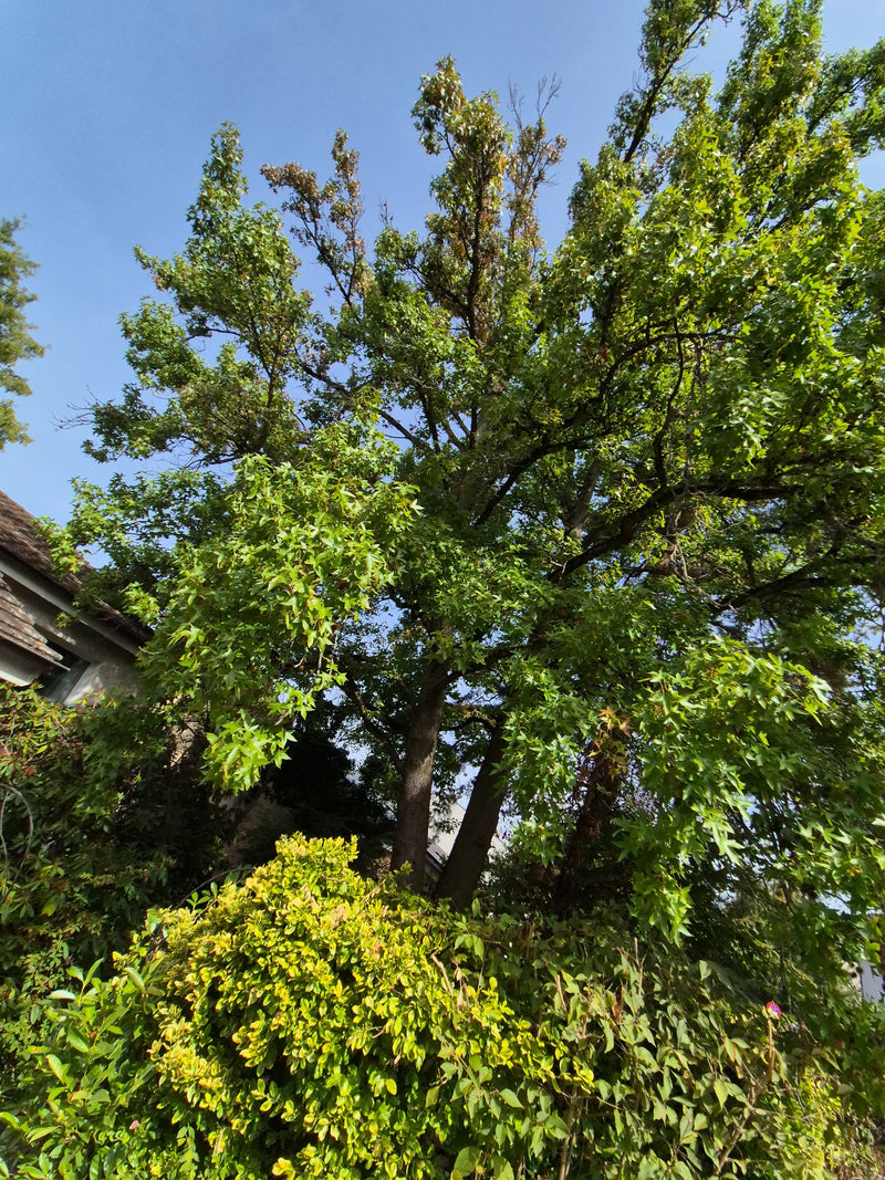 Te zien is een grote amberboom met een groene bladerdak, van onderen gefotografeerd tegen een blauwe hemel. De kenmerkende kroon en stam zijn duidelijk te on...