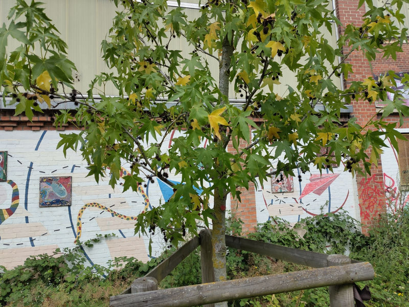 De afbeelding toont een jonge amberboom met kenmerkende stervormige bladeren en enkele stekelige vruchtjes. Hij staat voor een lichte muur met graffiti en wo...