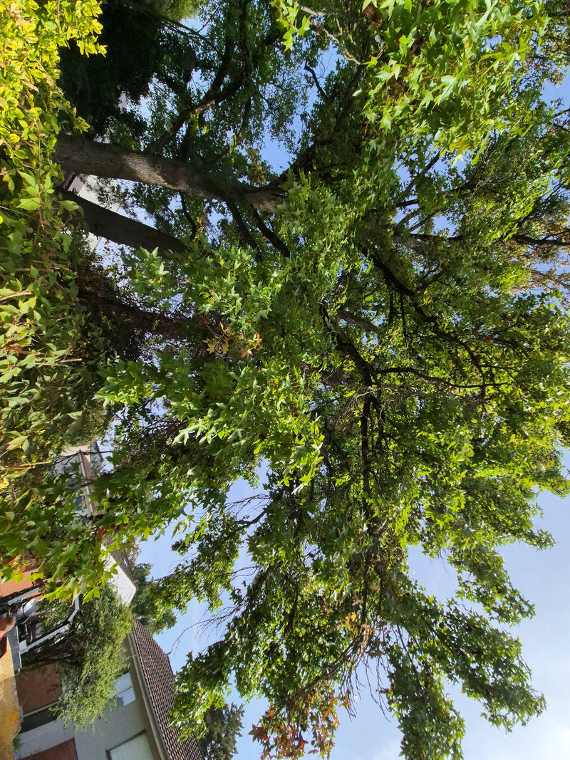 De groene kroon van een volwassen amberboom is van onderen te zien tegen de blauwe hemel. De kenmerkende stervormige bladeren zijn duidelijk herkenbaar.