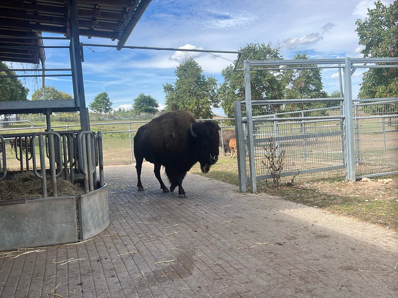 Amerikanischer Bison — foto 1 van 1
