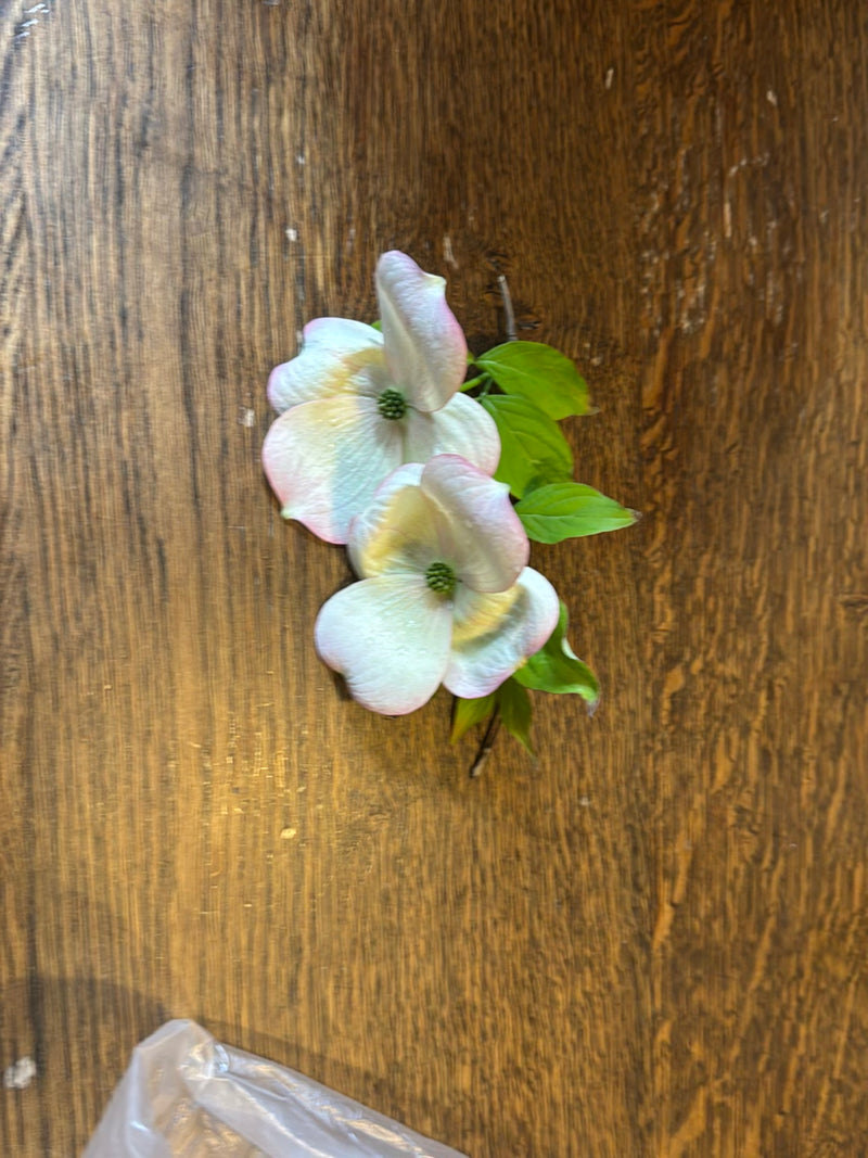 Amerikaanse bloemkornoelje — Bild 1