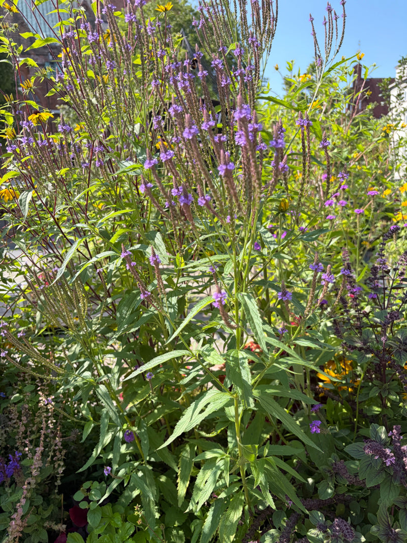 Amerikaanse verbena — Bild 1