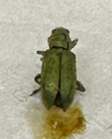 Ampfer-Blattkäfer — Bild 3