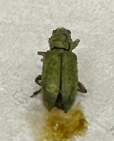 Ampfer-Blattkäfer — Bild 2