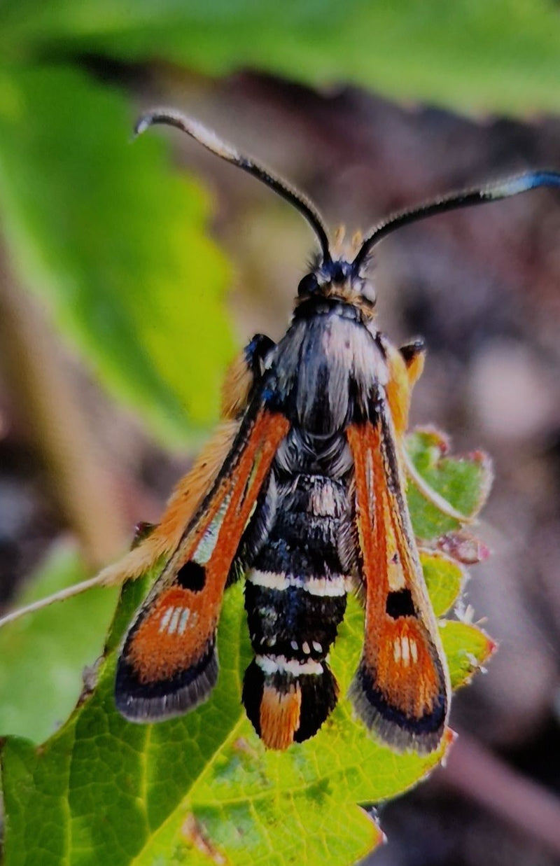 Dock Glasswing — Bild 1
