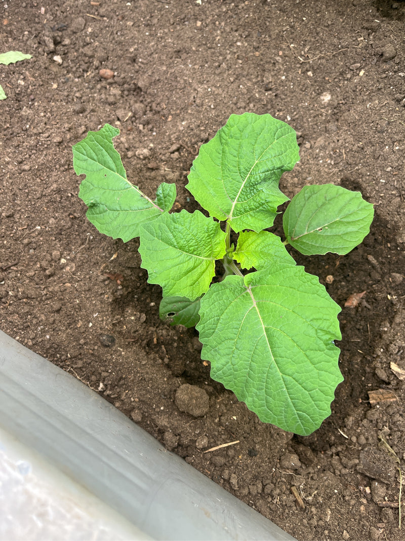 De afbeelding toont een jonge Physalis-plant met frisse groene bladeren die groeit in donkere aarde. Het perspectief van bovenaf legt de zaailing vast in zij...