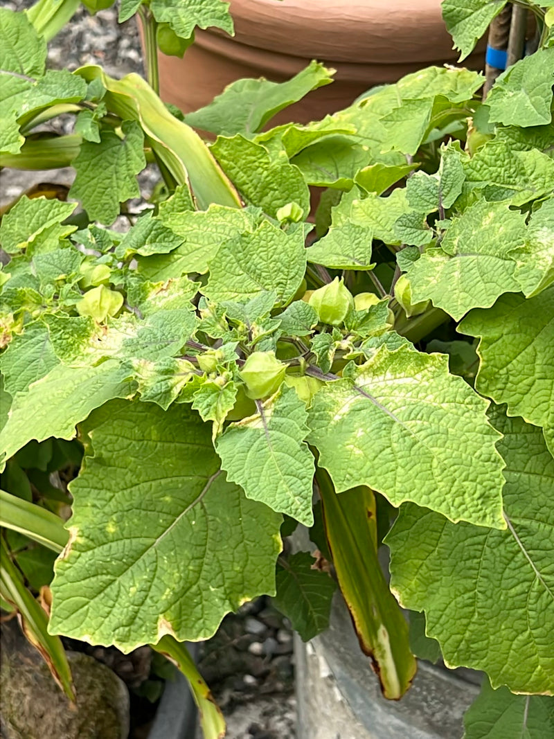 De afbeelding toont een gezonde Physalis-plant met zijn kenmerkende getande bladeren en ontwikkelende lampionbloemen. De foto toont de plant van bovenaf in e...