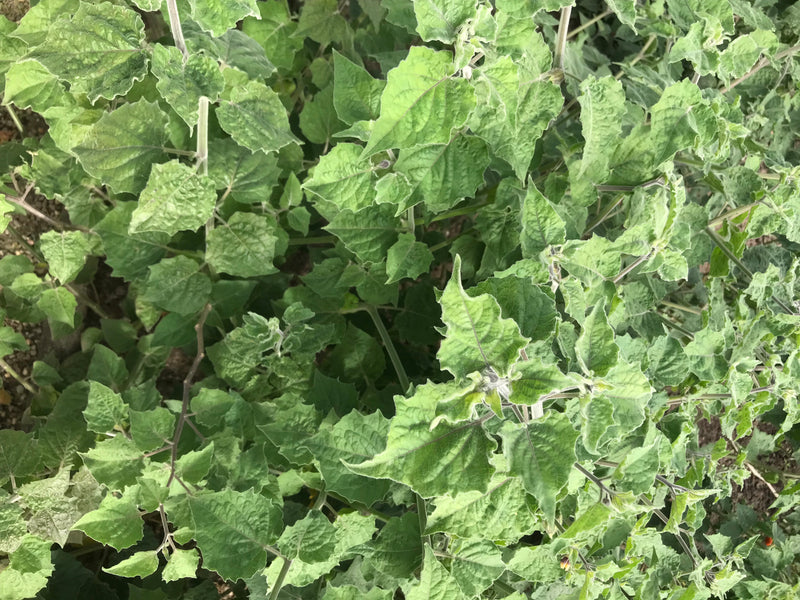 Een gezonde Physalis-plant met talrijke groene bladeren is te zien. De opname toont de plant van bovenaf in zijn natuurlijke omgeving.