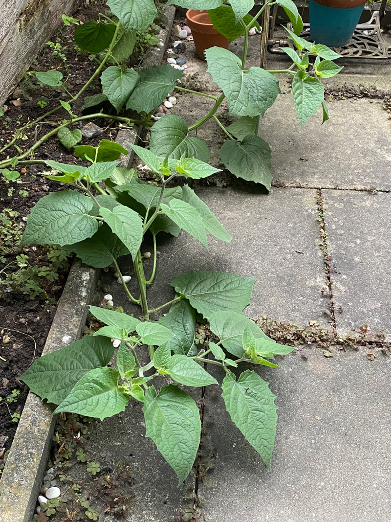 Een jonge Physalis-plant groeit langs de rand van een tuinbed naast stenen tegels.