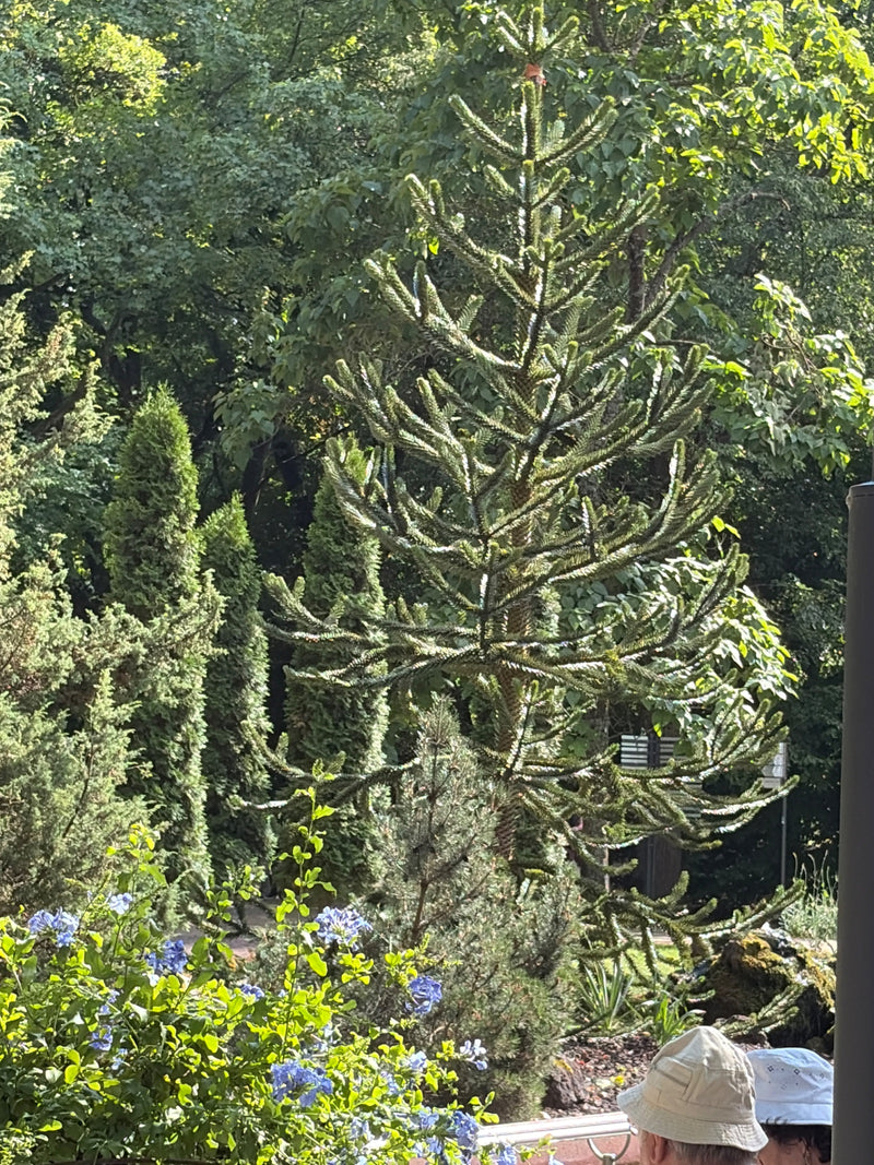 Andesspar — foto 1 van 7
