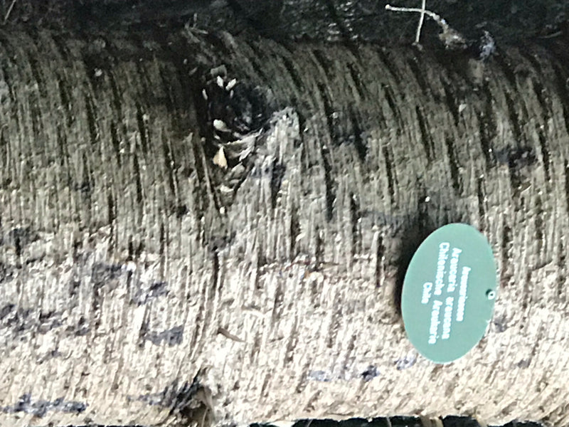 Andesspar — foto 3 van 7