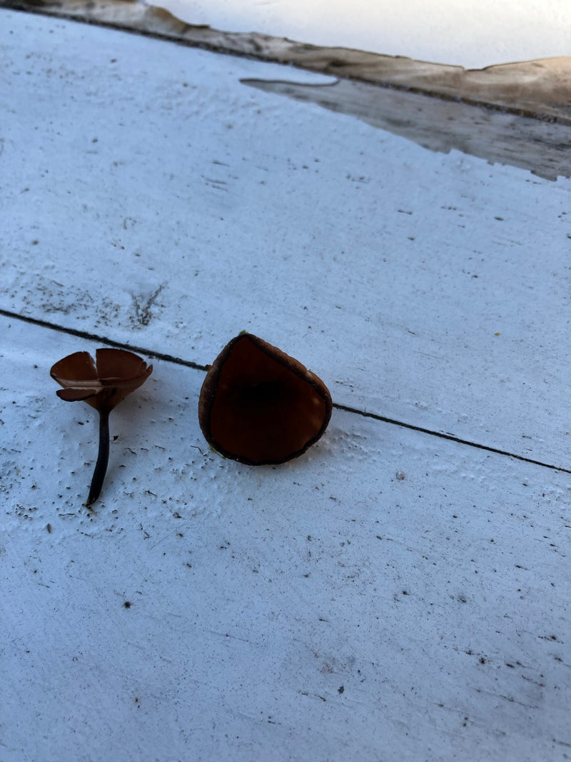 Anemoon kopje — Bild 2