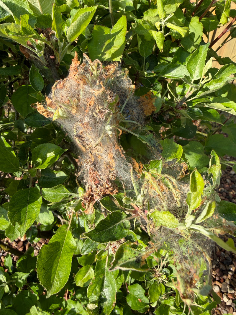 Appelboom webmot — Bild 1