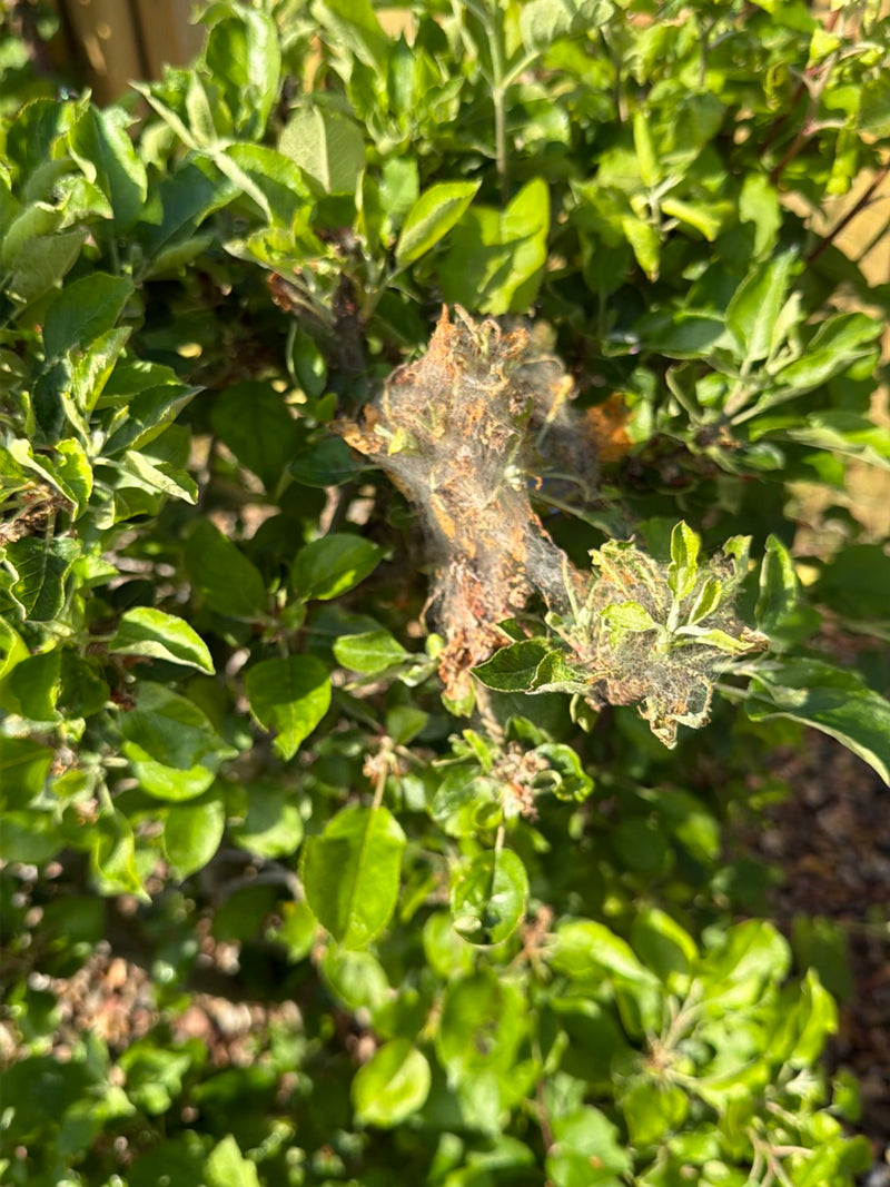 Appelboom webmot — Bild 2