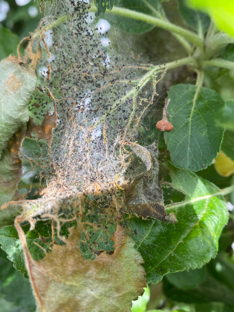 Appelboom webmot — Bild 3