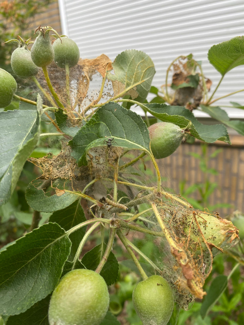 Appelboom webmot — Bild 5