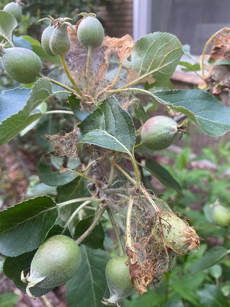 Appelboom webmot — Bild 4