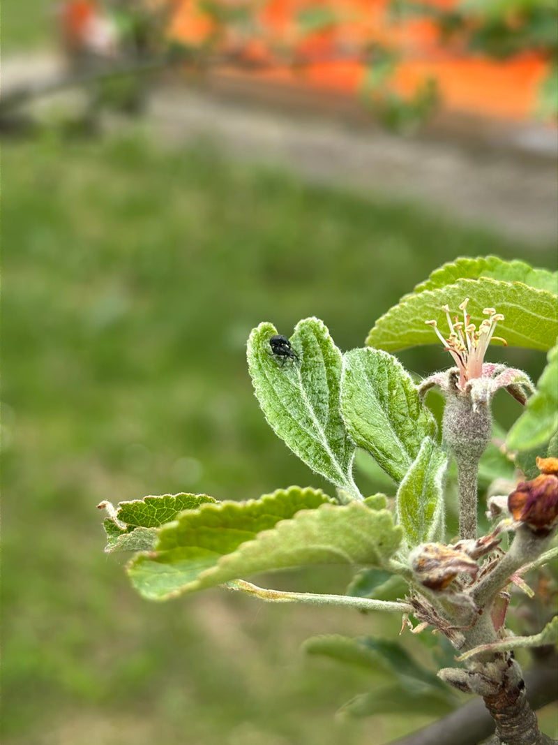 Appelbloesemsnijder — Bild 1