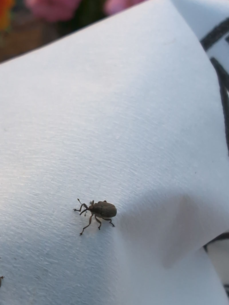 Een appeltakboorder zit op een helder, glad oppervlak. Het insect is duidelijk zichtbaar.