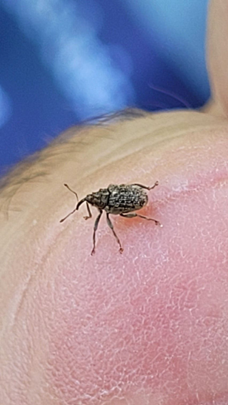 Een appeltakboorder zit op de menselijke huid. Het insectenexemplaar is in detail vanaf de zijkant te zien.