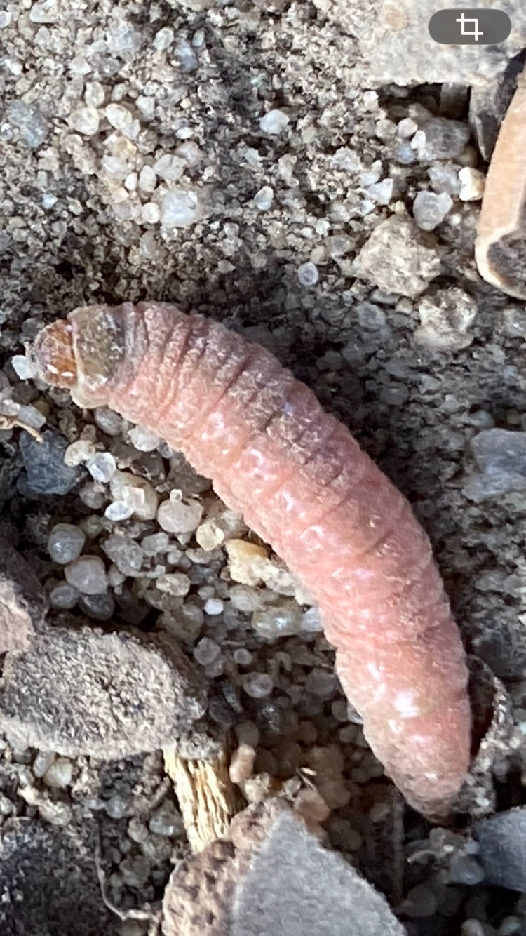 Een close-up van een roodachtige rups van de fruitmot (Cydia pomonella) op een zandige bodem.
