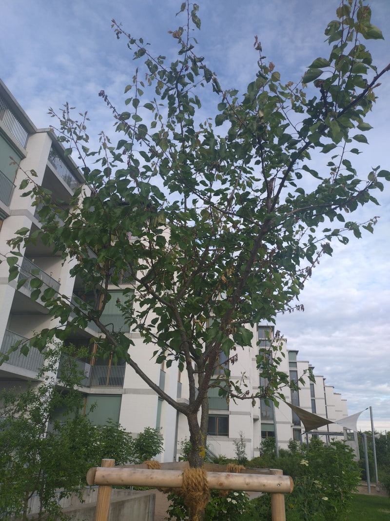 abrikoos — Bild 1
