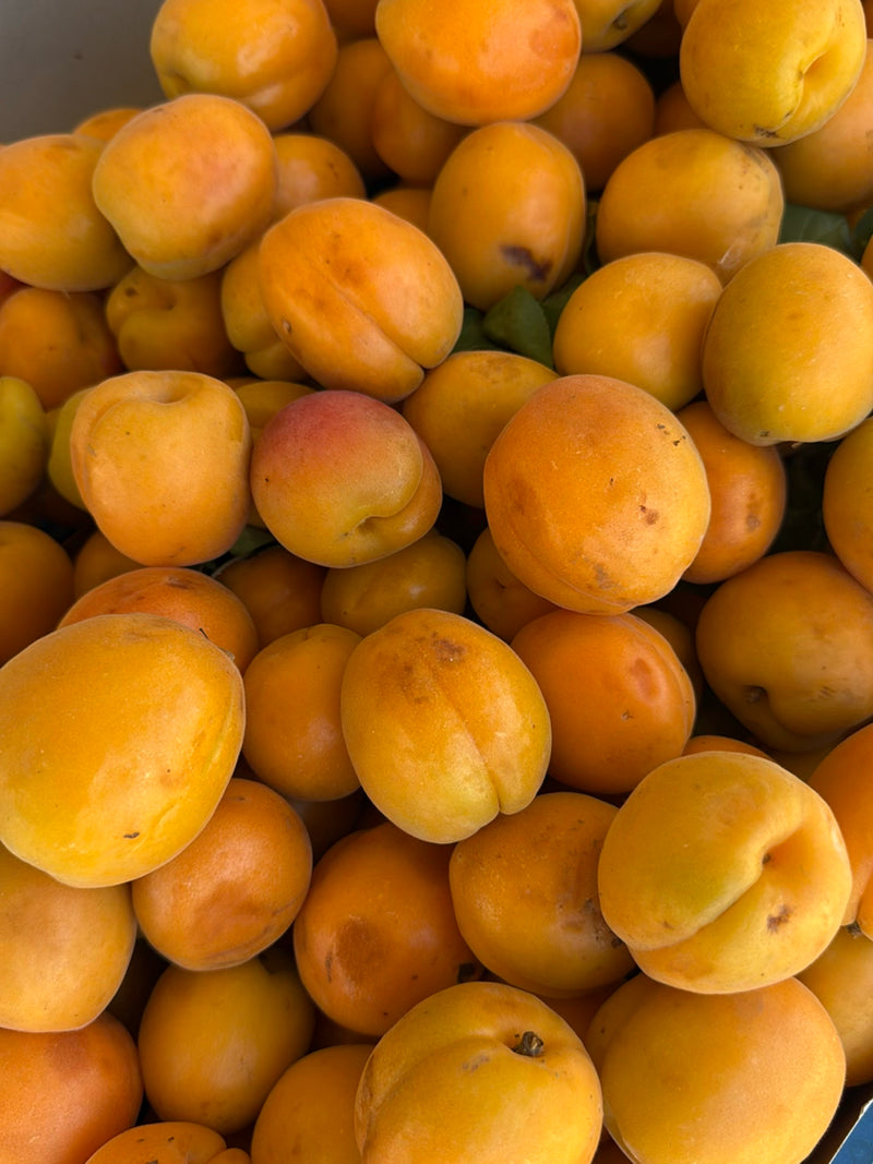 De afbeelding toont een grote hoeveelheid rijpe abrikozen met een typische geeloranje schil, dicht opeen in een bak.