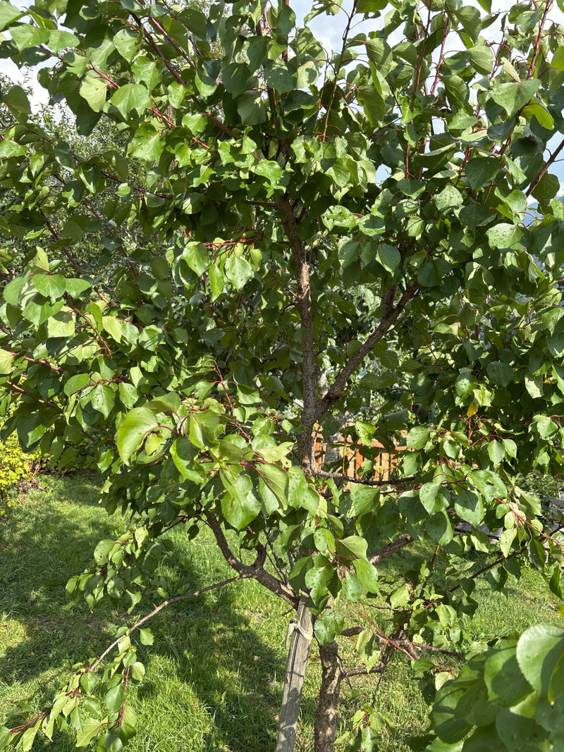 De afbeelding toont een jonge abrikozenboom met dicht groen blad en roodachtige bladstelen. De boom staat in een tuin op een gazon.