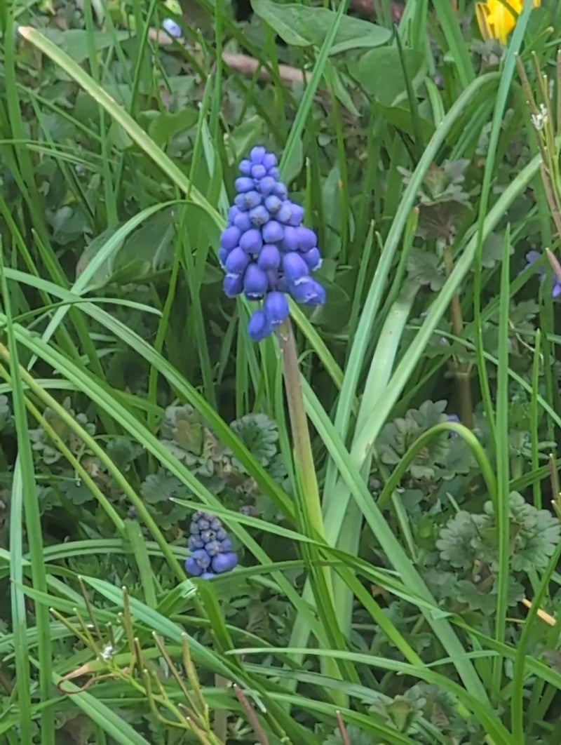 Armeense druivenhyacint — Bild 1