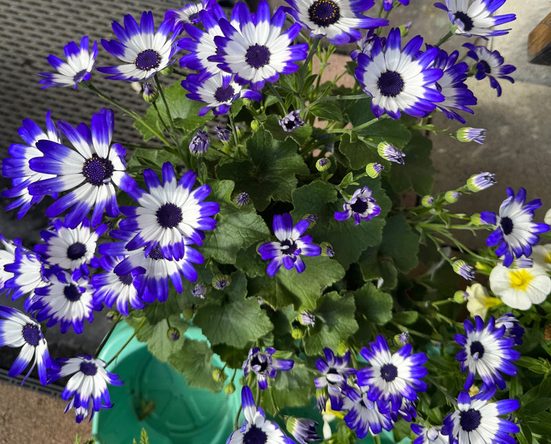 Aschenblume — Bild 1