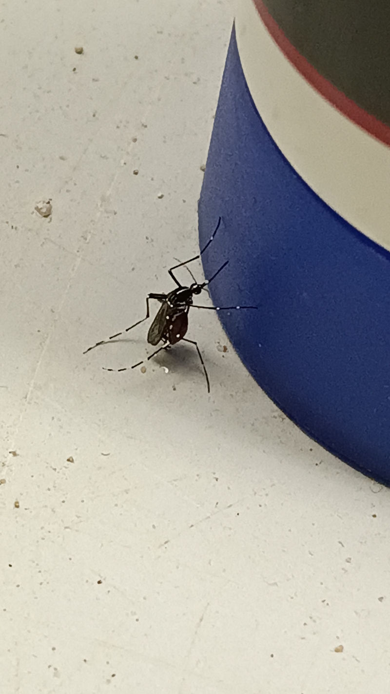Een Aziatische tijgermug rust op een lichte ondergrond naast een blauw-wit object. Het typische zwart-wit patroon op de poten en het lichaam is duidelijk zic...