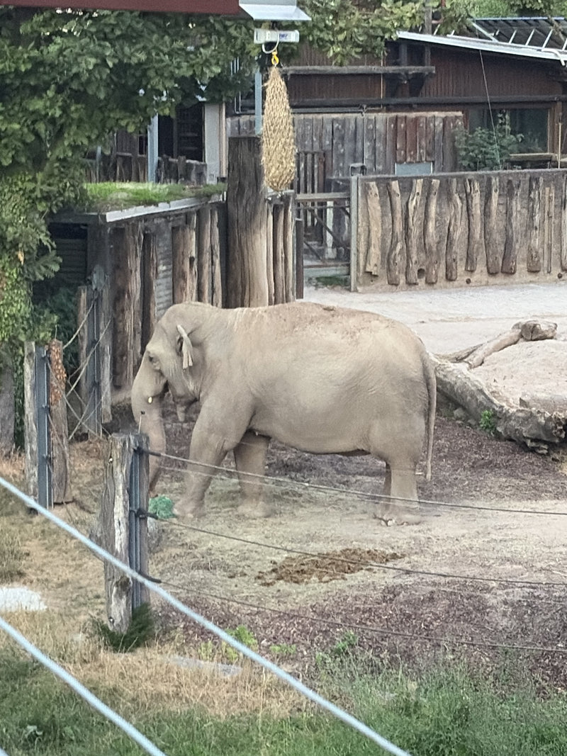 Aziatische olifant — Bild 1