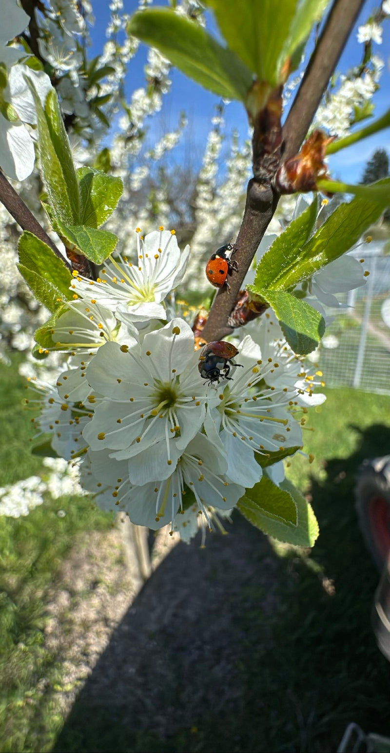 Aziatisch lieveheersbeestje — Bild 1