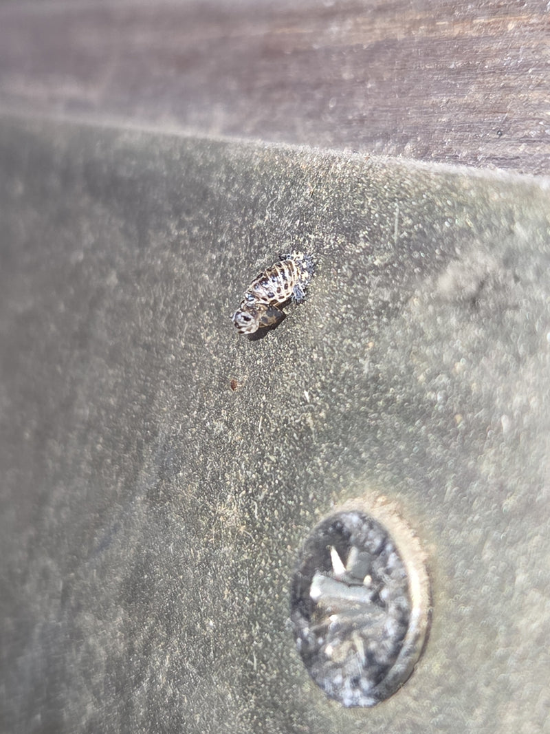 De kenmerkend geprofileerde larve van een Aziatisch lieveheersbeestje rust op een metalen oppervlak. Het insect zit stil op de ondergrond.
